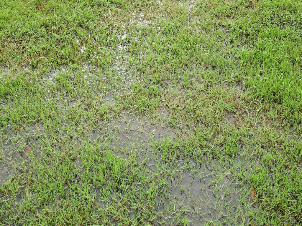 Standing water in the grass around a pool due to a pool leak.